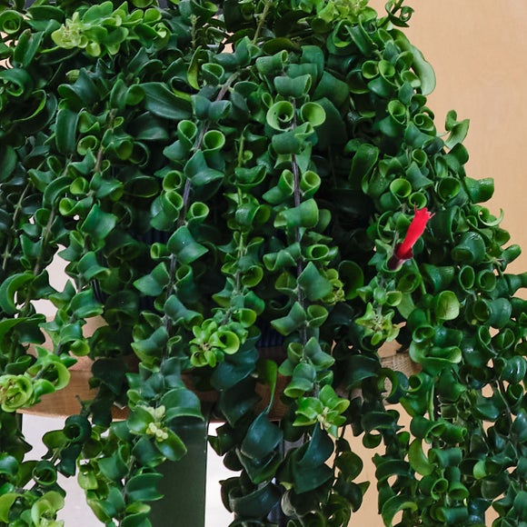 Hanging Potted House Plant Bundle