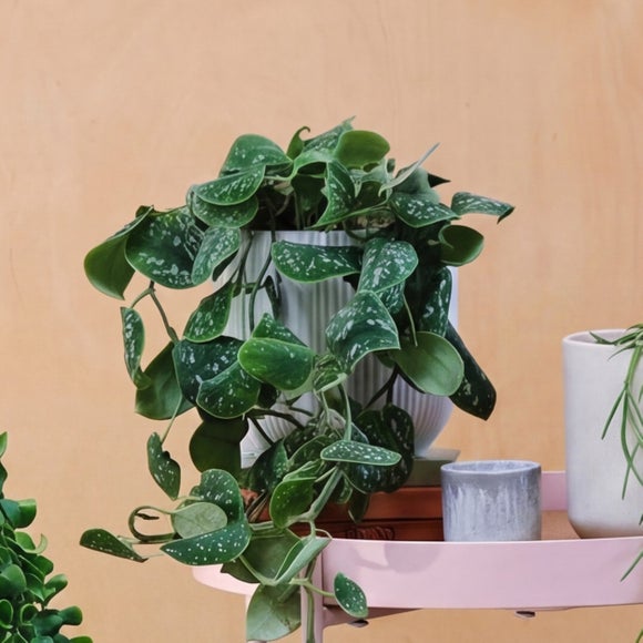 Hanging Potted House Plant Bundle