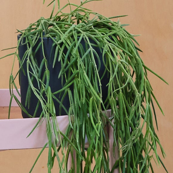 Hanging Potted House Plant Bundle