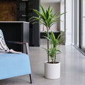 Dracaena Lemon & Lime House Plant in Earthenware Pot, product image 1