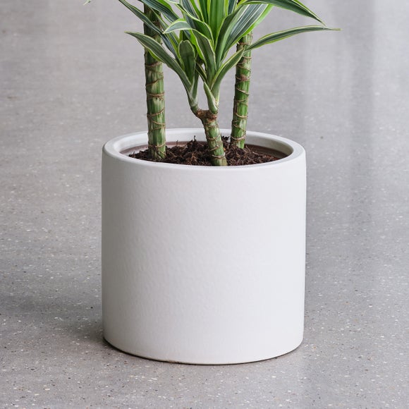 Dracaena Lemon & Lime House Plant in Earthenware Pot, product image 3