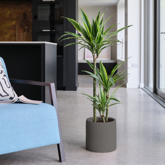 Dracaena Lemon & Lime House Plant in Earthenware Pot, product image 4
