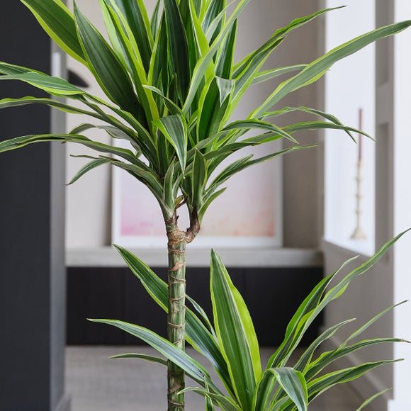 Dracaena Lemon & Lime House Plant in Earthenware Pot, product image 5