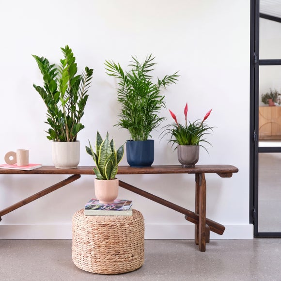 Unkillable Potted House Plant Bundle