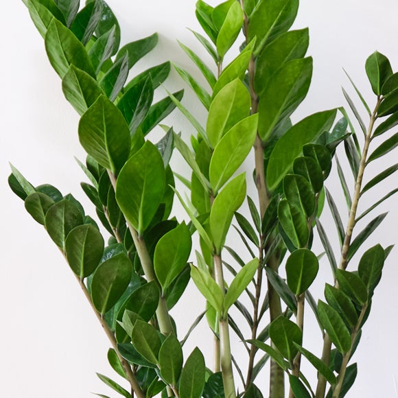 Unkillable Potted House Plant Bundle