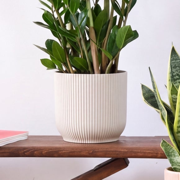 Unkillable Potted House Plant Bundle