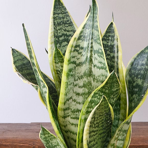Unkillable Potted House Plant Bundle