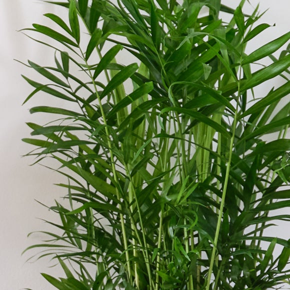 Unkillable Potted House Plant Bundle