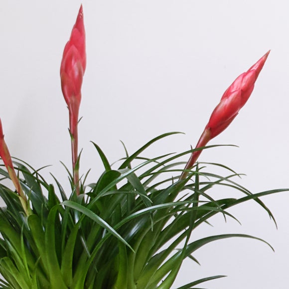 Unkillable Potted House Plant Bundle