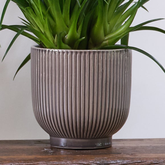 Unkillable Potted House Plant Bundle