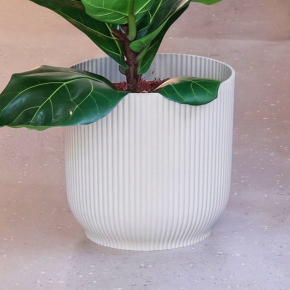 Tall Potted House Plant Bundle