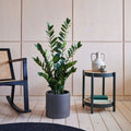 Artificial ZZ Plant in Plastic Plant Pot