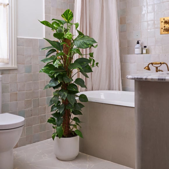 Devil's Ivy Moss Pole House Plant in Vibes Pot, product image 4