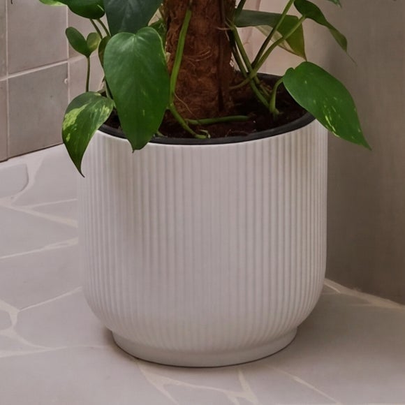 Devil's Ivy Moss Pole House Plant in Vibes Pot, product image 6