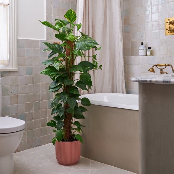 Devil's Ivy Moss Pole House Plant in Vibes Pot, product image 1
