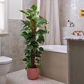 Devil's Ivy Moss Pole House Plant in Vibes Pot, product image 1