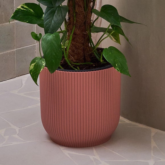 Devil's Ivy Moss Pole House Plant in Vibes Pot, product image 3