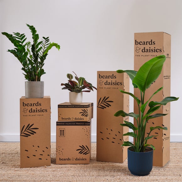 Devil's Ivy Moss Pole House Plant in Vibes Pot, product image 4