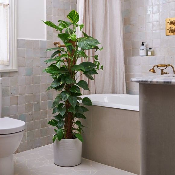 Devil's Ivy Moss Pole House Plant in Capri Pot, product image 9