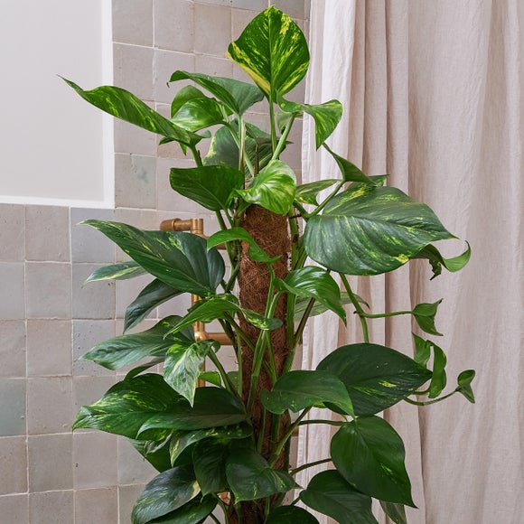 Devil's Ivy Moss Pole House Plant in Capri Pot, product image 10