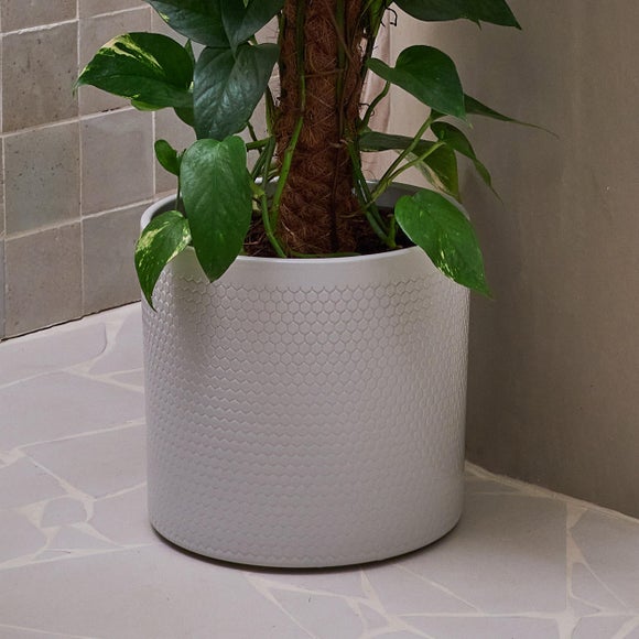Devil's Ivy Moss Pole House Plant in Capri Pot, product image 11