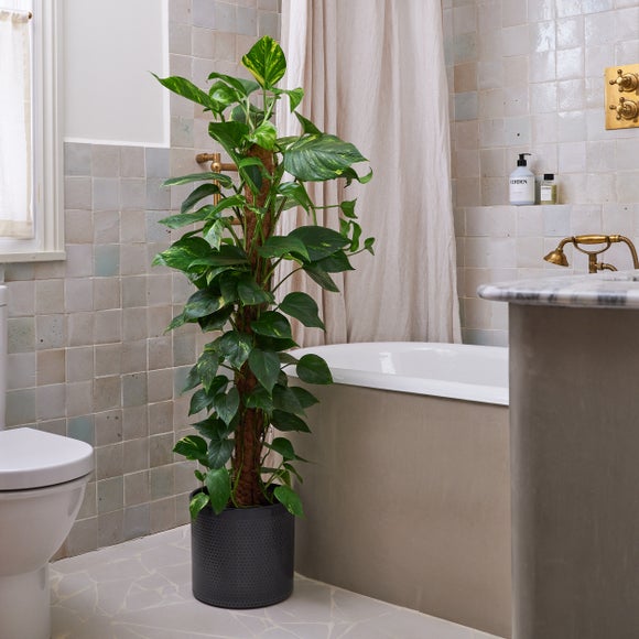 Devil's Ivy Moss Pole House Plant in Capri Pot, product image 5
