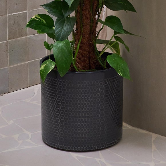 Devil's Ivy Moss Pole House Plant in Capri Pot, product image 7