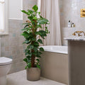 Devil's Ivy Moss Pole House Plant in Capri Pot, product image 1