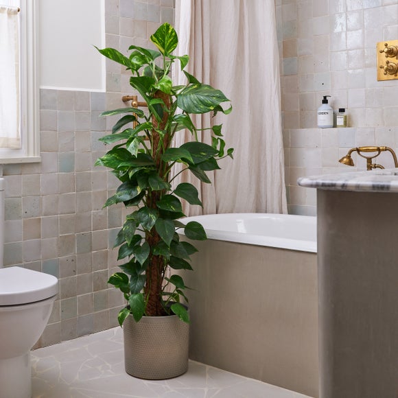 Devil's Ivy Moss Pole House Plant in Capri Pot, product image 1