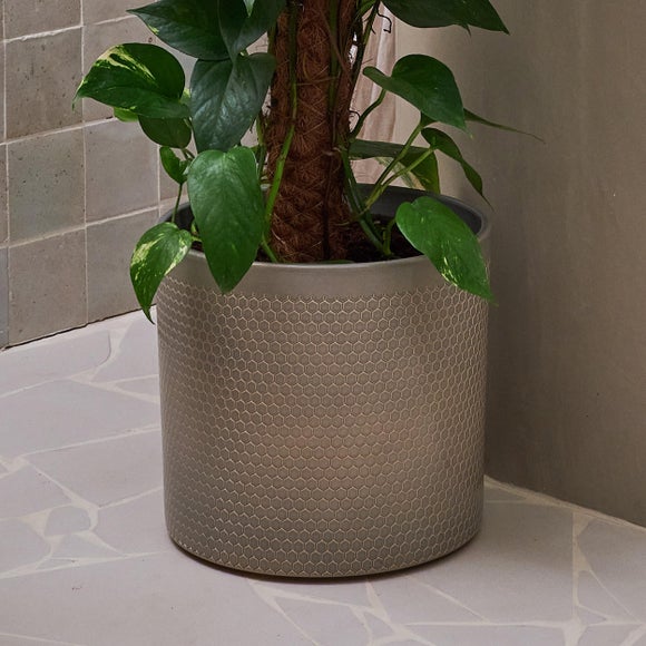 Devil's Ivy Moss Pole House Plant in Capri Pot, product image 3