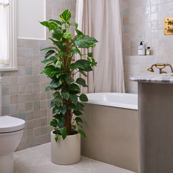 Devil's Ivy Moss Pole House Plant in Earthenware Pot, product image 5