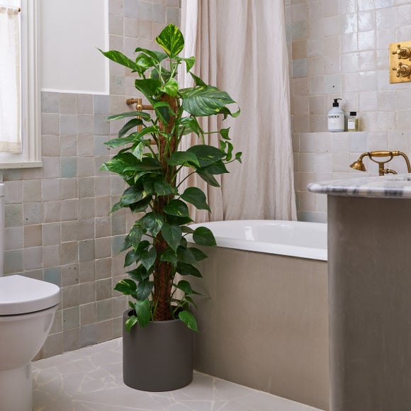 Devil's Ivy Moss Pole House Plant in Earthenware Pot, product image 1