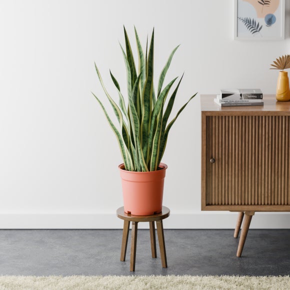 Snake House Plant