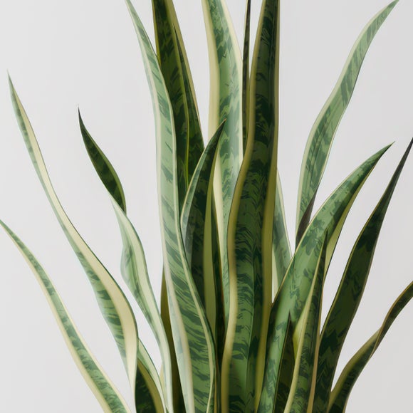 Snake House Plant