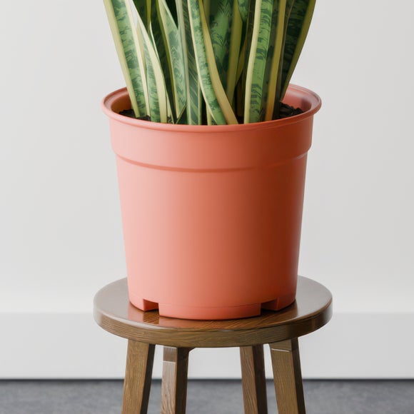 Snake House Plant