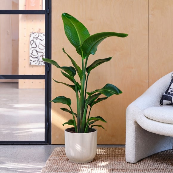 Bird of Paradise House Plant in Elho Vibes Pot, product image 8