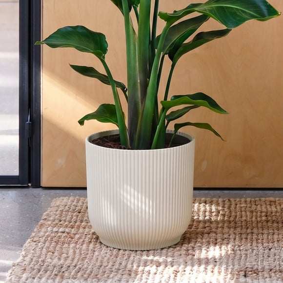 Bird of Paradise House Plant in Elho Vibes Pot, product image 9