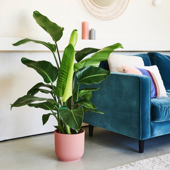 Bird of Paradise House Plant in Elho Vibes Pot, product image 1
