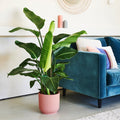 Bird of Paradise House Plant in Elho Vibes Pot, product image 1