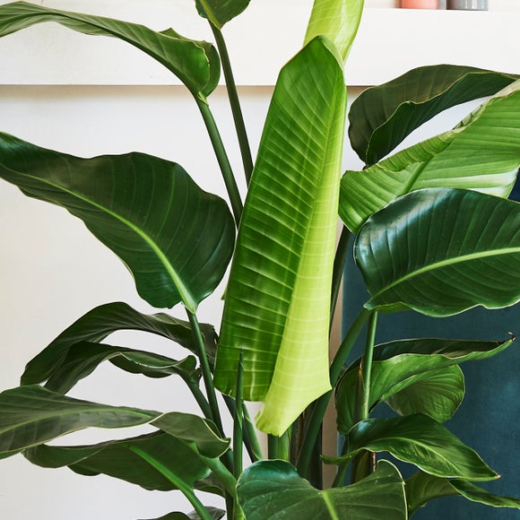 Bird of Paradise House Plant in Elho Vibes Pot, product image 2