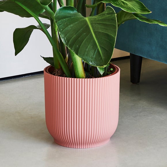 Bird of Paradise House Plant in Elho Vibes Pot, product image 3
