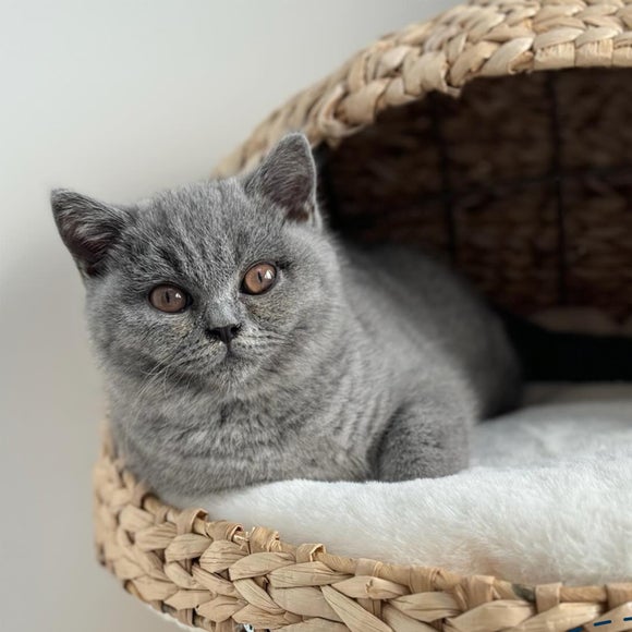 Lords and Labradors Duo Cat Scratch Post