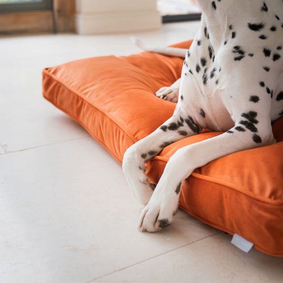 Lords and Labradors Velvet Dog Cushion, product image 86