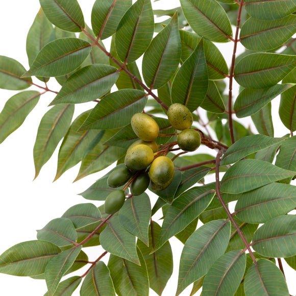 Artificial Medium Chinese White Olive Tree in Black Plant Pot