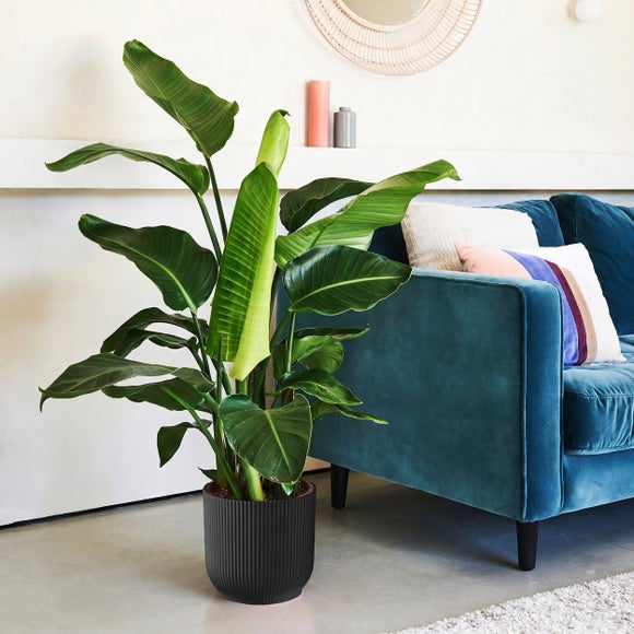 Bird of Paradise House Plant in Elho Vibes Pot, product image 5
