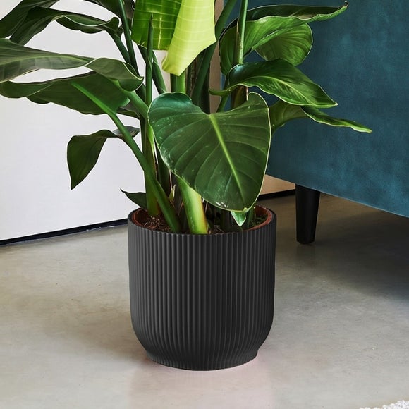 Bird of Paradise House Plant in Elho Vibes Pot, product image 7