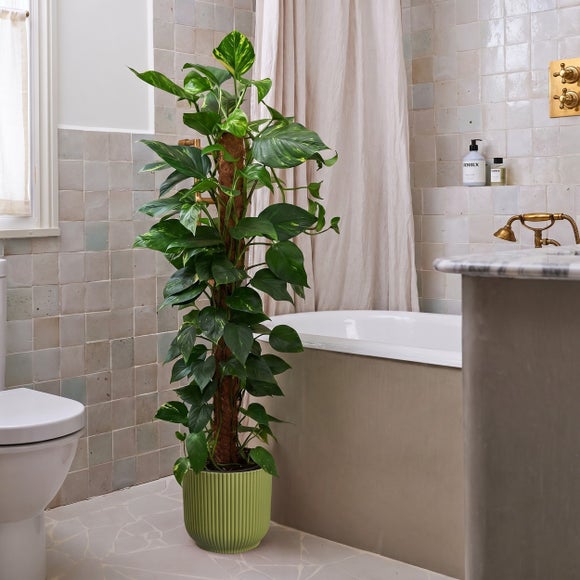 Devil's Ivy Moss Pole House Plant in Vibes Pot, product image 1
