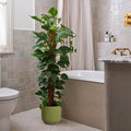Devil's Ivy Moss Pole House Plant in Vibes Pot, product image 1