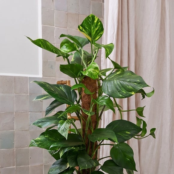 Devil's Ivy Moss Pole House Plant in Vibes Pot, product image 2