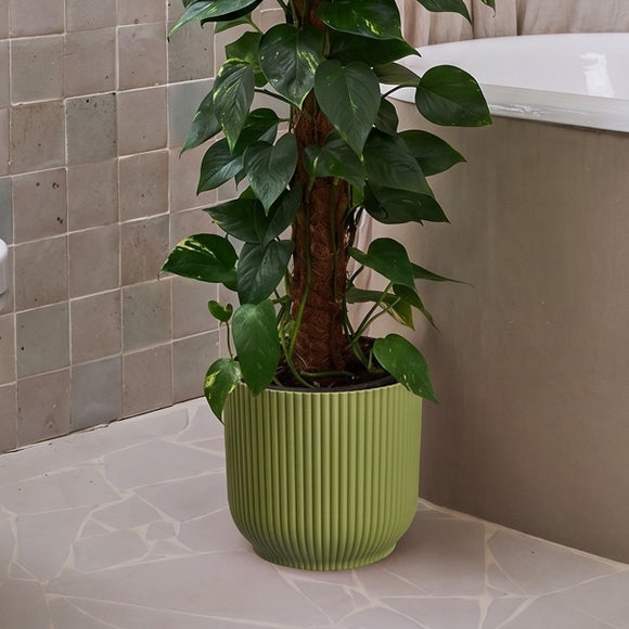 Devil's Ivy Moss Pole House Plant in Vibes Pot, product image 3